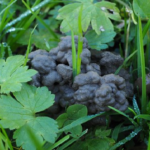 土の肥料に使うミミズの糞とは？ミミズの糞の成分とは？