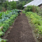家庭菜園の土作りにミミズを活用しよう！